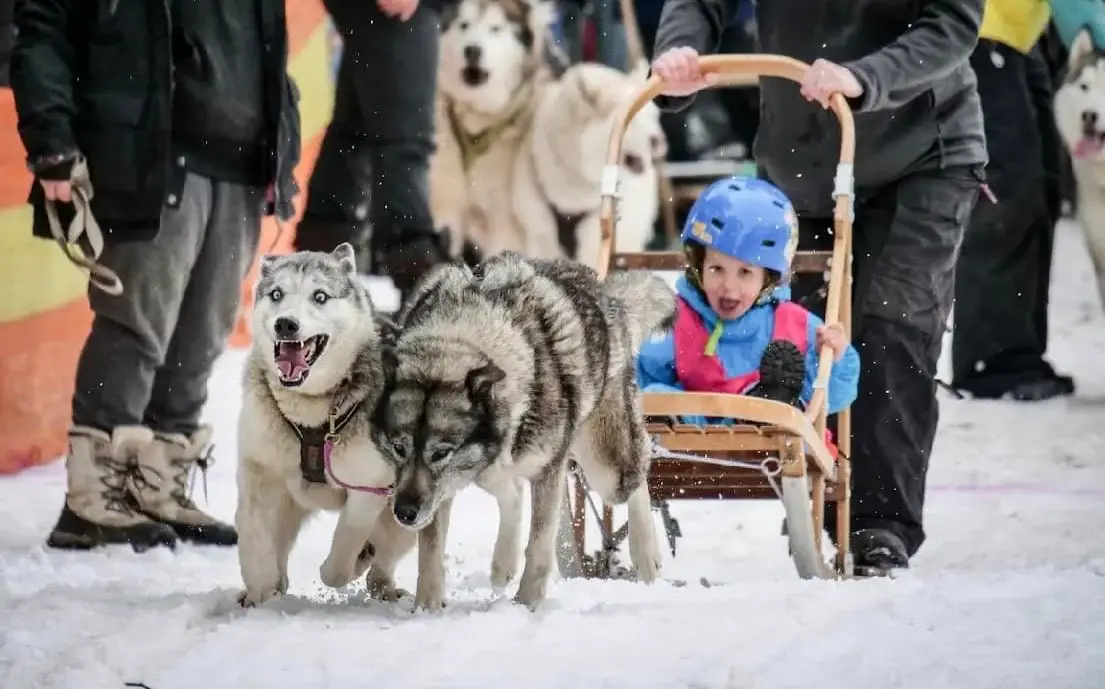 husky snow dogs